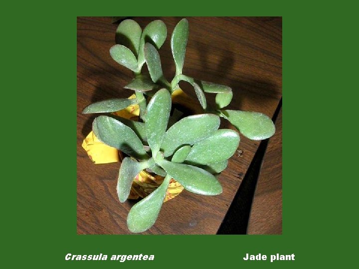 Crassula argentea Jade plant 