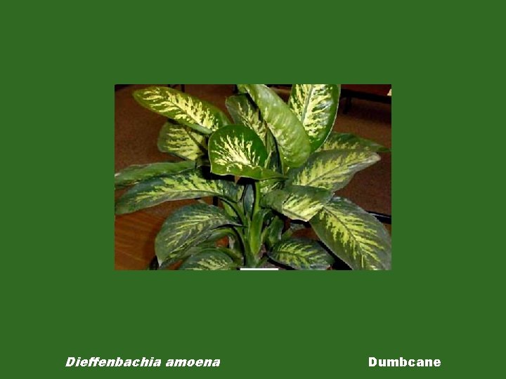 Dieffenbachia amoena Dumbcane 