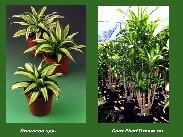 Dracaena spp. Corn Plant Dracaena 