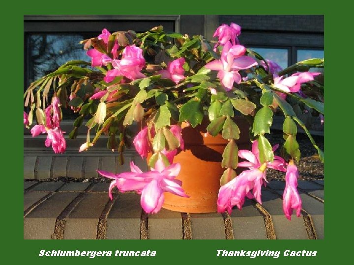 Schlumbergera truncata Thanksgiving Cactus 