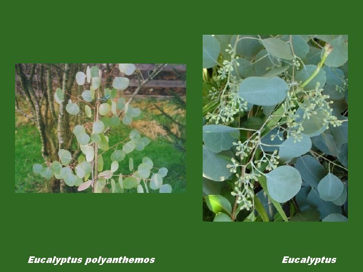 Eucalyptus polyanthemos Eucalyptus 