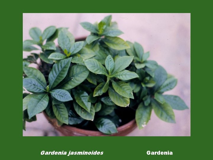 Gardenia jasminoides Gardenia 