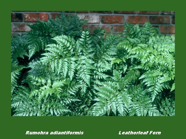 Rumohra adiantiformis Leatherleaf Fern 