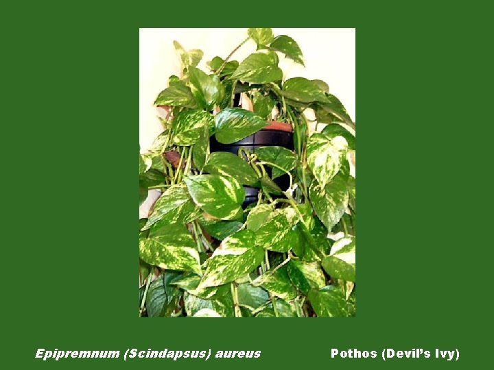 Epipremnum (Scindapsus) aureus Pothos (Devil’s Ivy) 