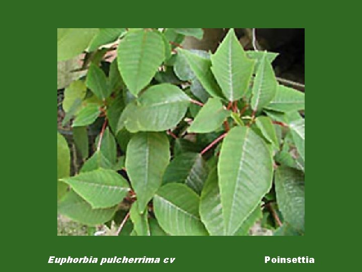 Euphorbia pulcherrima cv Poinsettia 