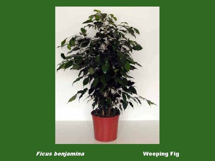 Ficus benjamina Weeping Fig 