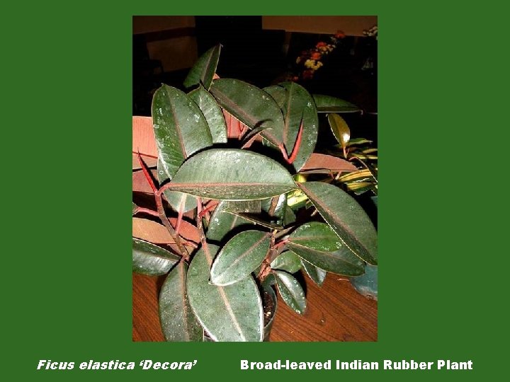 Ficus elastica ‘Decora’ Broad-leaved Indian Rubber Plant 