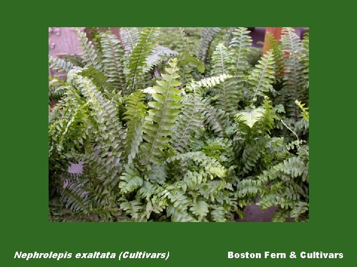Nephrolepis exaltata (Cultivars) Boston Fern & Cultivars 