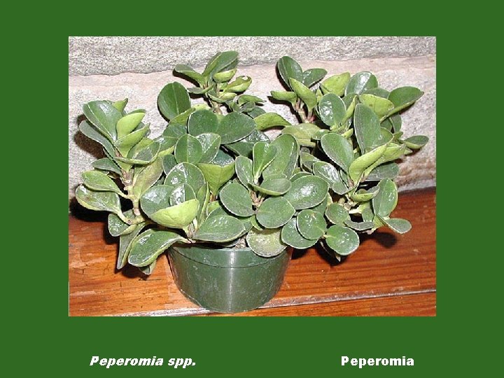 Peperomia spp. Peperomia 