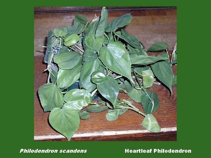 Philodendron scandens Heartleaf Philodendron 