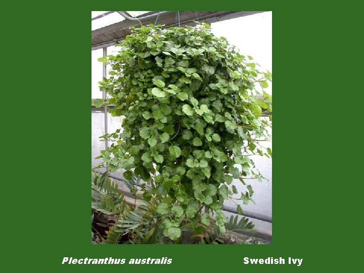 Plectranthus australis Swedish Ivy 