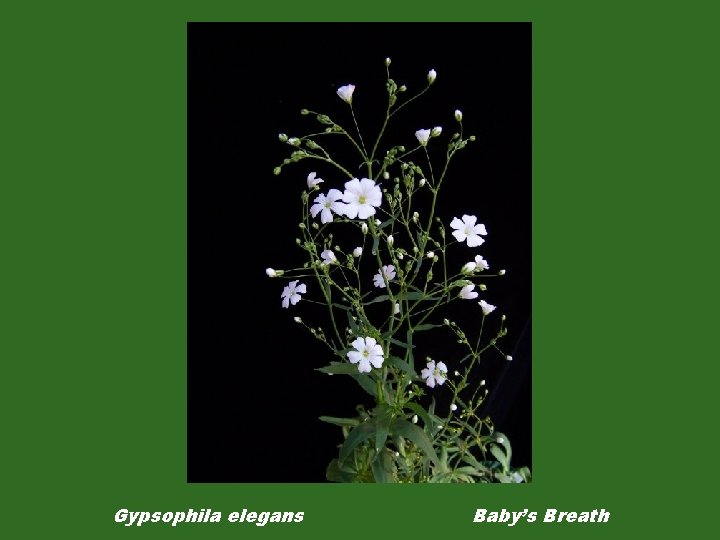 Gypsophila elegans Baby’s Breath 