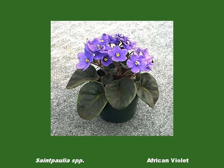 Saintpaulia spp. African Violet 