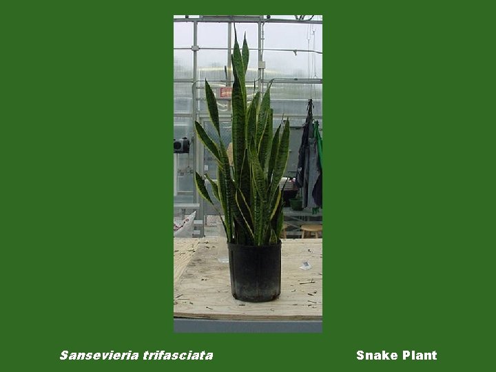 Sansevieria trifasciata Snake Plant 