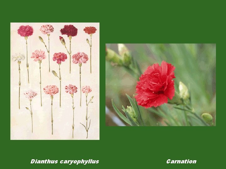 Dianthus caryophyllus Carnation 