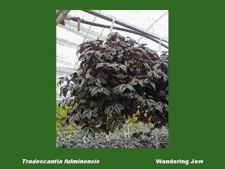 Tradescantia fulminensis Wandering Jew 