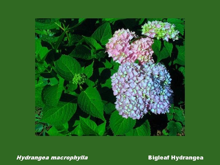 Hydrangea macrophylla Bigleaf Hydrangea 