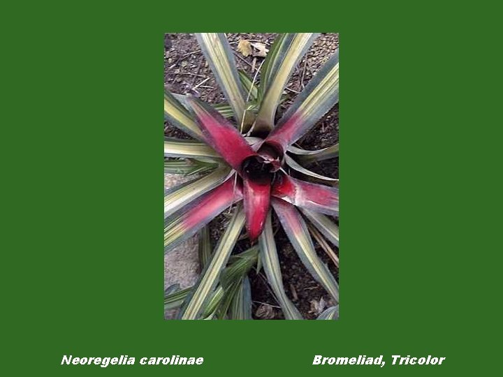 Neoregelia carolinae Bromeliad, Tricolor 