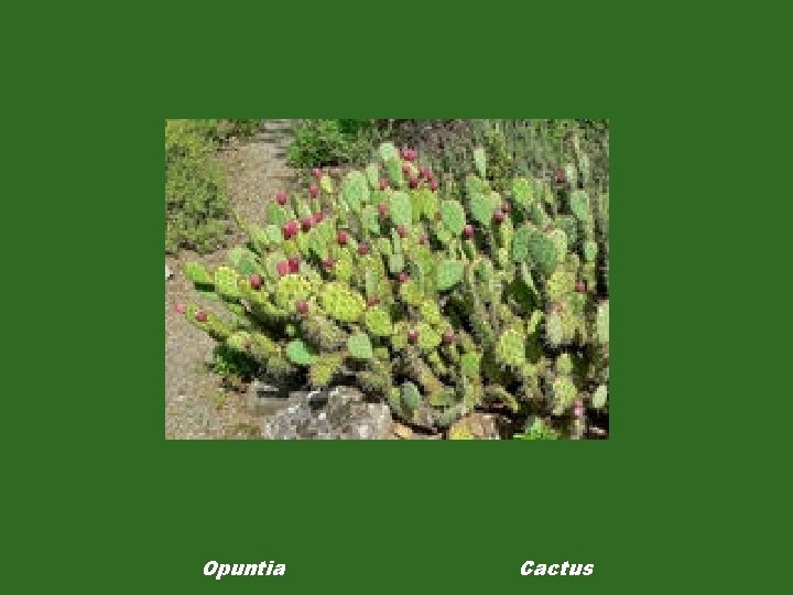 Opuntia Cactus 