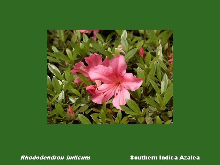 Rhododendron indicum Southern Indica Azalea 