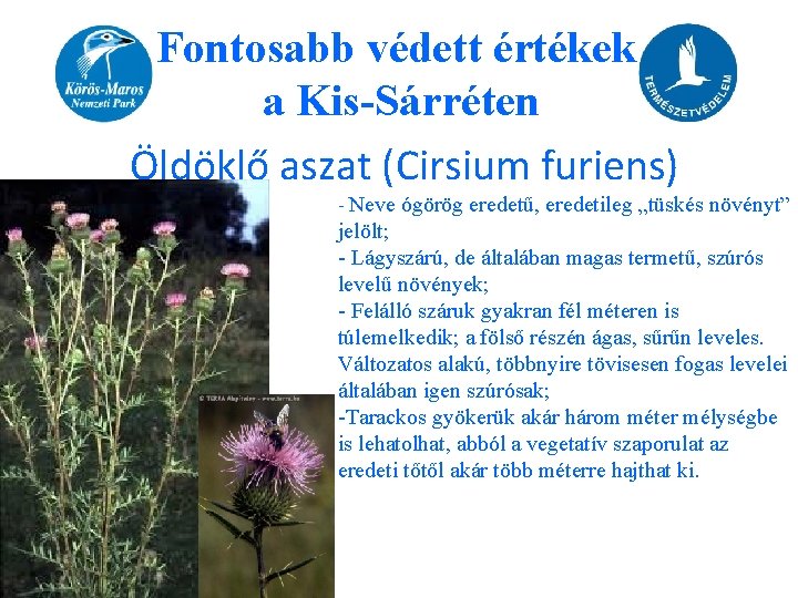 Fontosabb védett értékek a Kis-Sárréten Öldöklő aszat (Cirsium furiens) - Neve ógörög eredetű, eredetileg