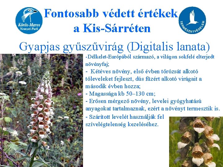 Fontosabb védett értékek a Kis-Sárréten Gyapjas gyűszűvirág (Digitalis lanata) -Délkelet-Európából származó, a világon sokfelé
