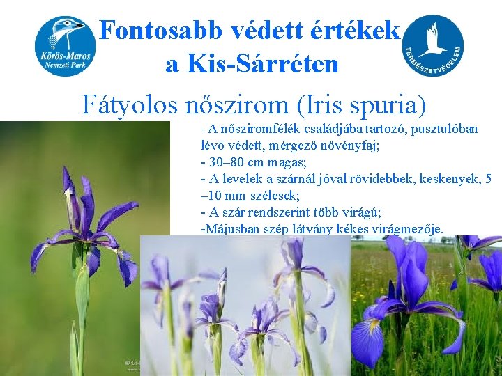 Fontosabb védett értékek a Kis-Sárréten Fátyolos nőszirom (Iris spuria) - A nősziromfélék családjába tartozó,
