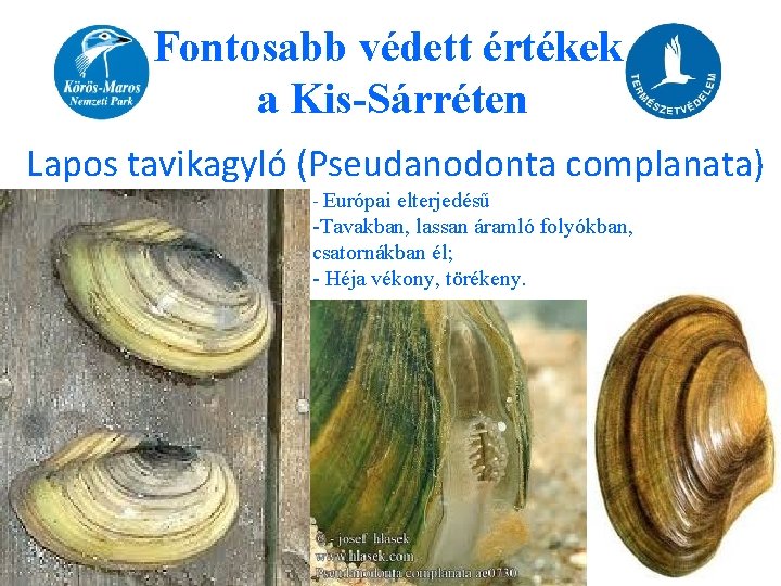 Fontosabb védett értékek a Kis-Sárréten Lapos tavikagyló (Pseudanodonta complanata) - Európai elterjedésű -Tavakban, lassan