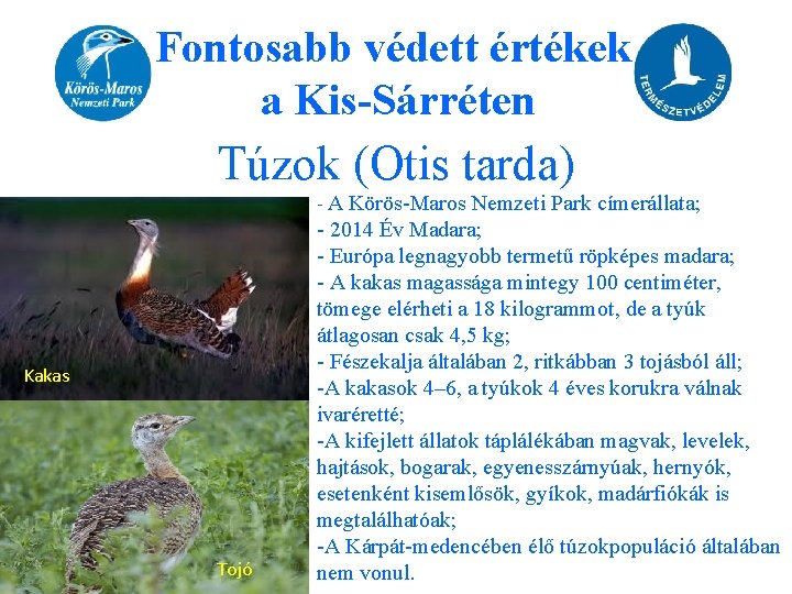 Fontosabb védett értékek a Kis-Sárréten Túzok (Otis tarda) - A Körös-Maros Nemzeti Park címerállata;