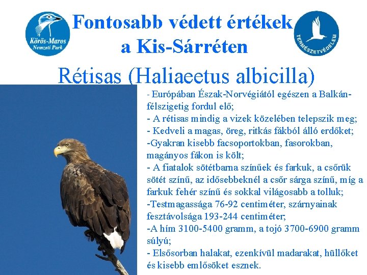 Fontosabb védett értékek a Kis-Sárréten Rétisas (Haliaeetus albicilla) - Európában Észak-Norvégiától egészen a Balkán-