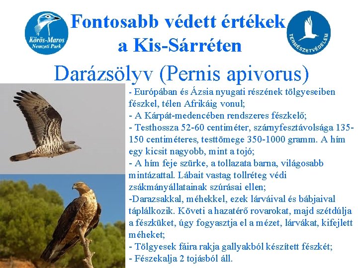 Fontosabb védett értékek a Kis-Sárréten Darázsölyv (Pernis apivorus) - Európában és Ázsia nyugati részének
