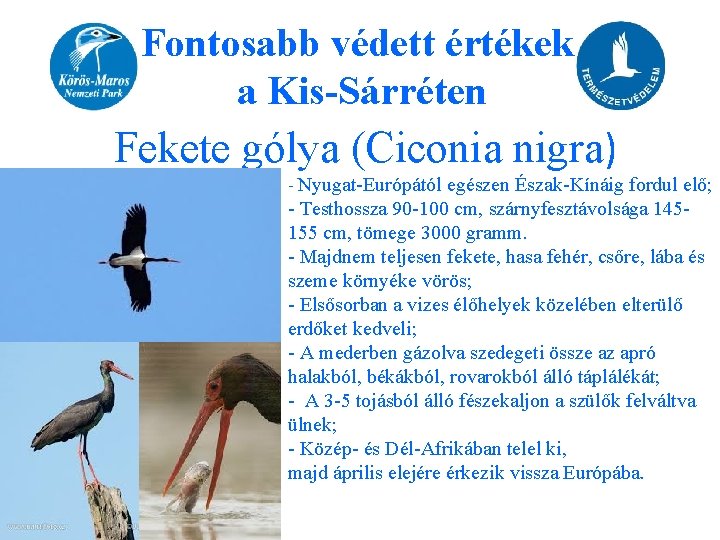 Fontosabb védett értékek a Kis-Sárréten Fekete gólya (Ciconia nigra) - Nyugat-Európától egészen Észak-Kínáig fordul