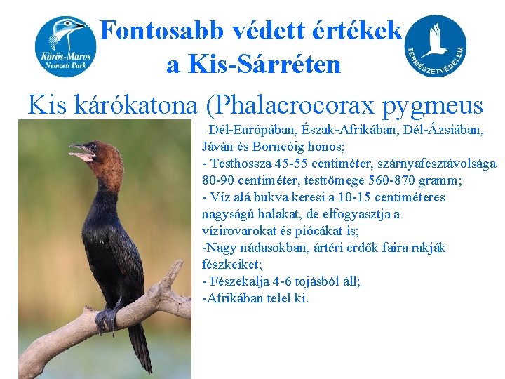 Fontosabb védett értékek a Kis-Sárréten Kis kárókatona (Phalacrocorax pygmeus - Dél-Európában, Észak-Afrikában, Dél-Ázsiában, Jáván