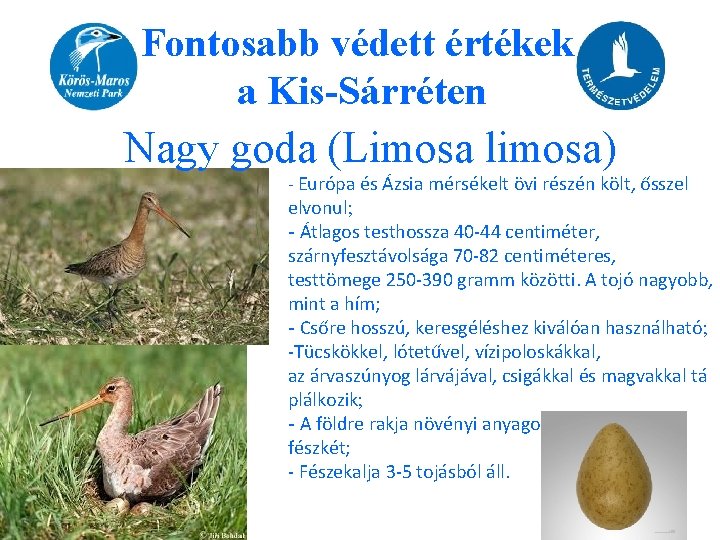Fontosabb védett értékek a Kis-Sárréten Nagy goda (Limosa limosa) - Európa és Ázsia mérsékelt