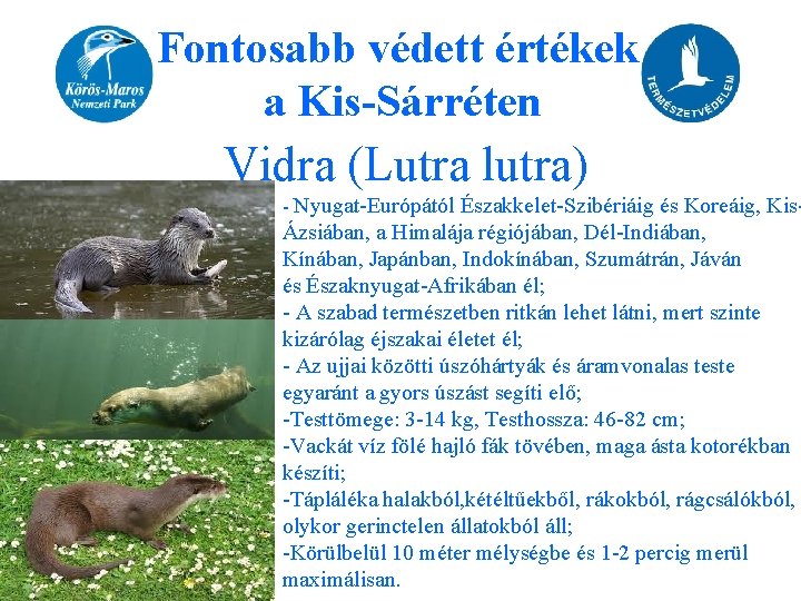 Fontosabb védett értékek a Kis-Sárréten Vidra (Lutra lutra) - Nyugat-Európától Északkelet-Szibériáig és Koreáig, Kis-