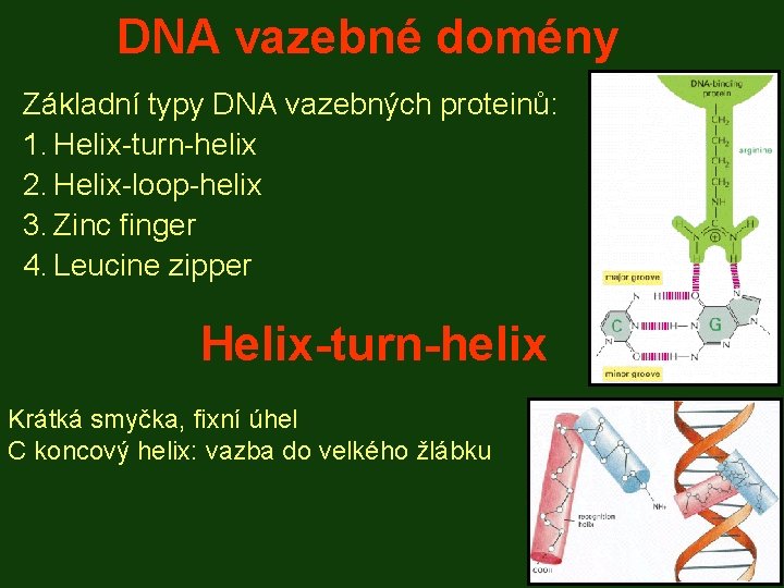 DNA vazebné domény Základní typy DNA vazebných proteinů: 1. Helix-turn-helix 2. Helix-loop-helix 3. Zinc