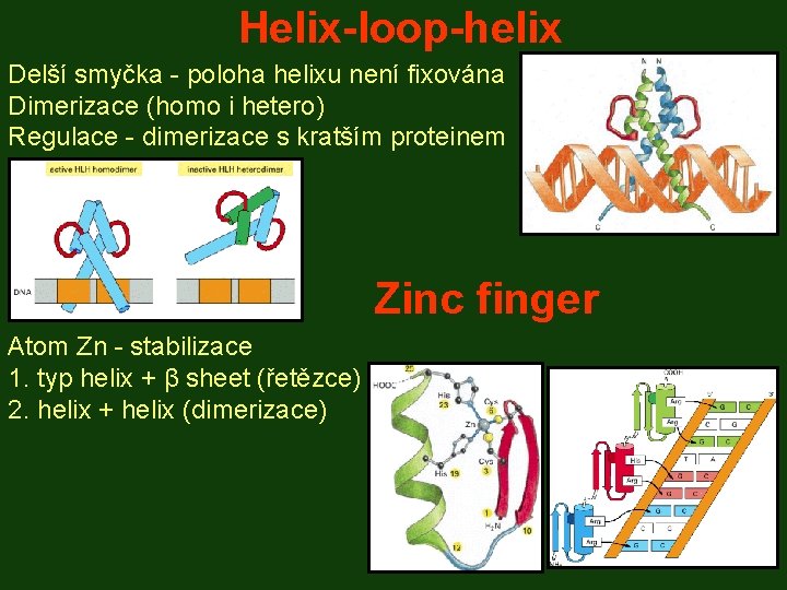 Helix-loop-helix Delší smyčka - poloha helixu není fixována Dimerizace (homo i hetero) Regulace -