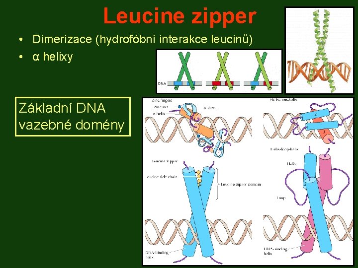 Leucine zipper • Dimerizace (hydrofóbní interakce leucinů) • α helixy Základní DNA vazebné domény
