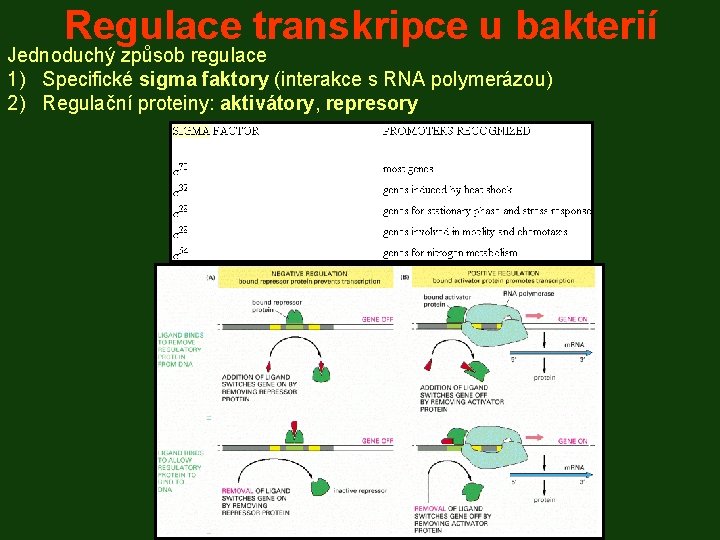Regulace transkripce u bakterií Jednoduchý způsob regulace 1) Specifické sigma faktory (interakce s RNA