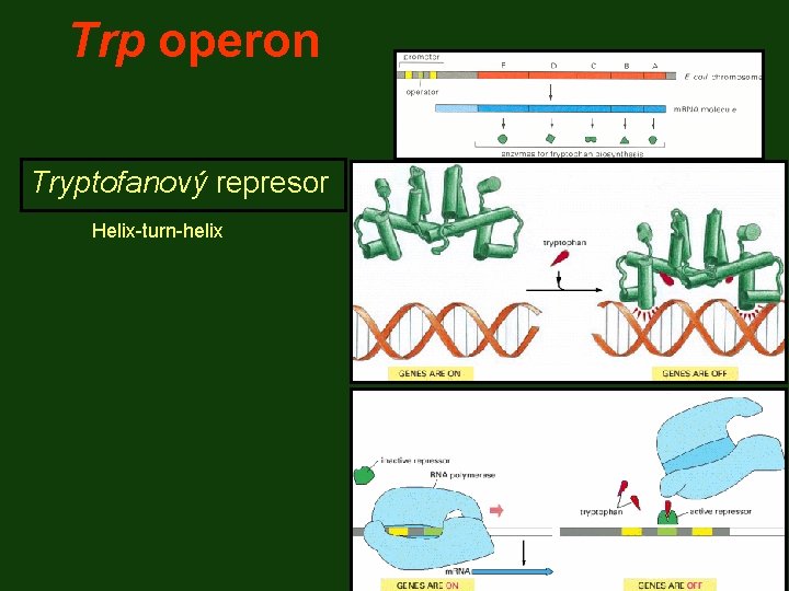 Trp operon Tryptofanový represor Helix-turn-helix 
