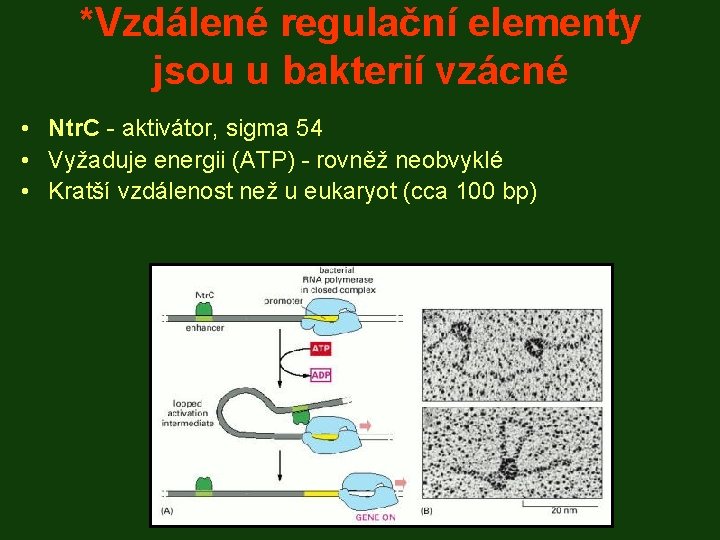 *Vzdálené regulační elementy jsou u bakterií vzácné • Ntr. C - aktivátor, sigma 54