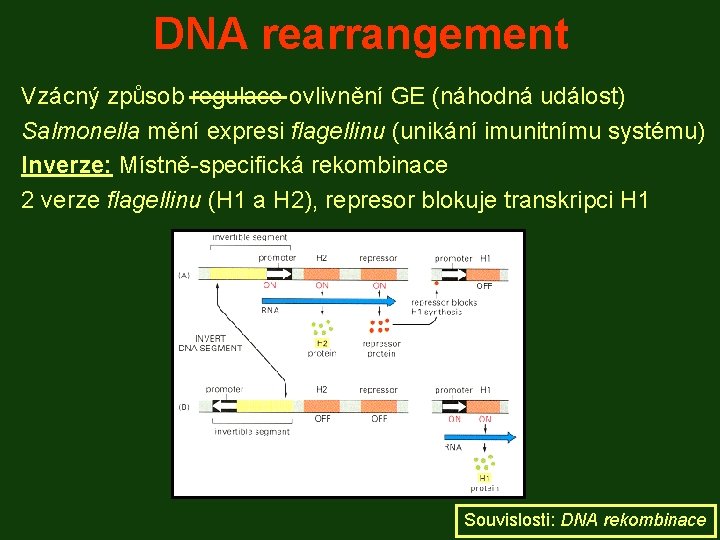 DNA rearrangement Vzácný způsob regulace ovlivnění GE (náhodná událost) Salmonella mění expresi flagellinu (unikání