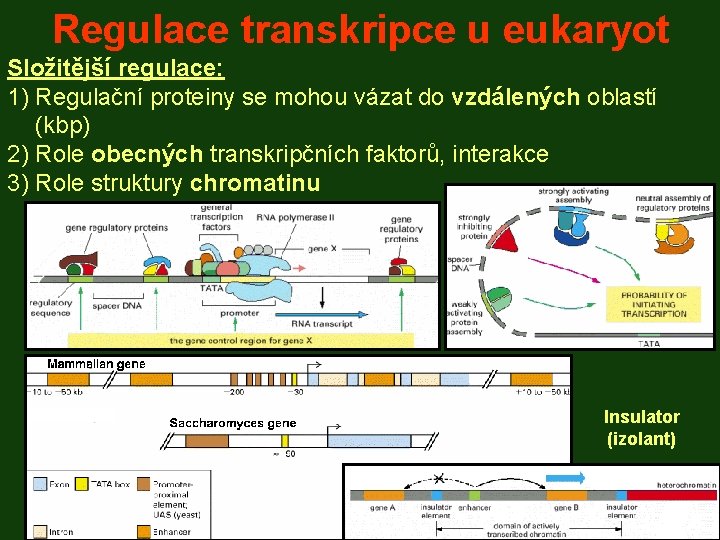 Regulace transkripce u eukaryot Složitější regulace: 1) Regulační proteiny se mohou vázat do vzdálených