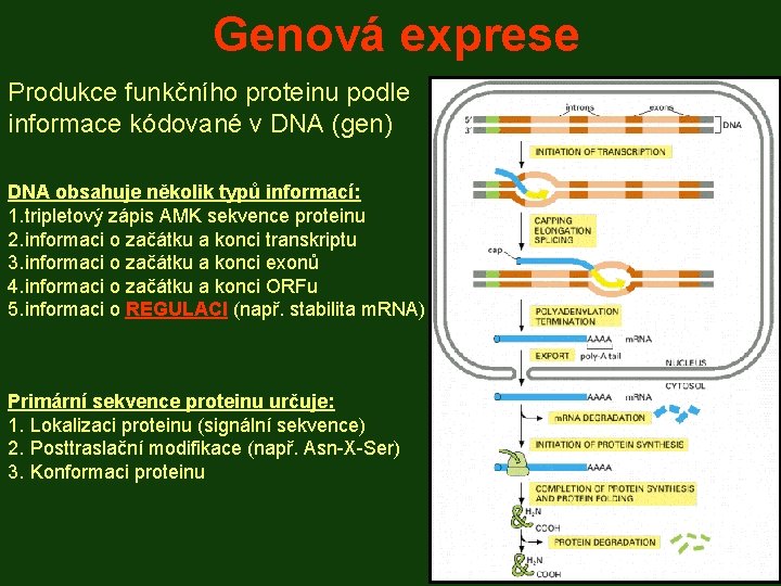 Genová exprese Produkce funkčního proteinu podle informace kódované v DNA (gen) DNA obsahuje několik