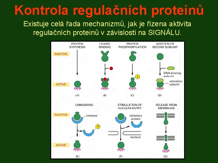 Kontrola regulačních proteinů Existuje celá řada mechanizmů, jak je řízena aktivita regulačních proteinů v