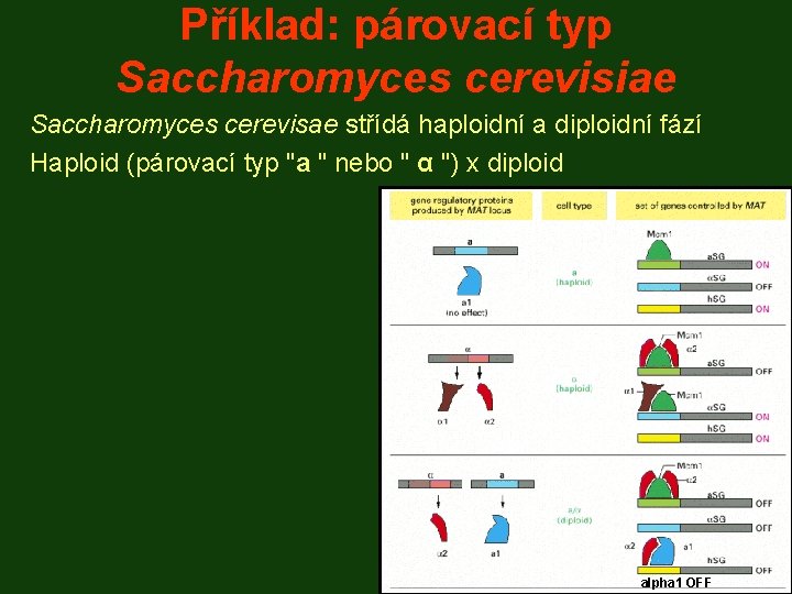 Příklad: párovací typ Saccharomyces cerevisiae Saccharomyces cerevisae střídá haploidní a diploidní fází Haploid (párovací