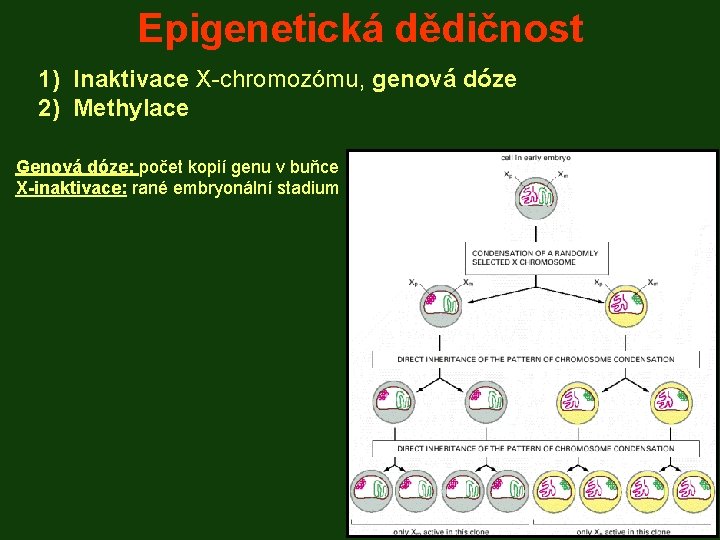 Epigenetická dědičnost 1) Inaktivace X-chromozómu, genová dóze 2) Methylace Genová dóze: počet kopií genu