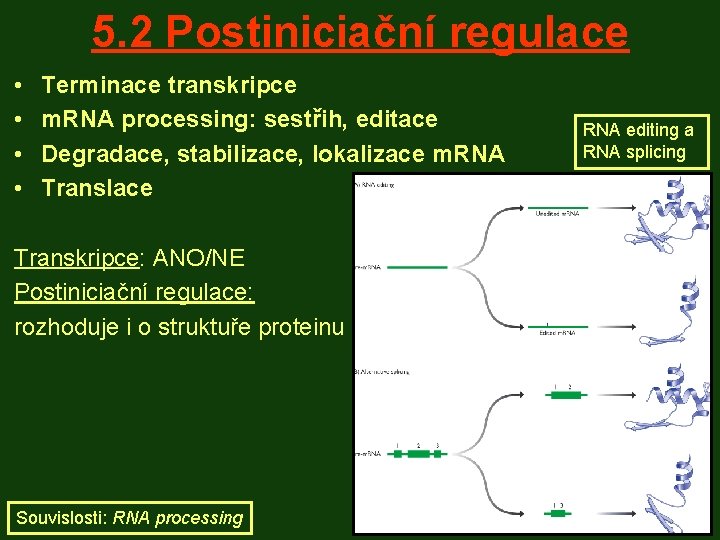 5. 2 Postiniciační regulace • • Terminace transkripce m. RNA processing: sestřih, editace Degradace,
