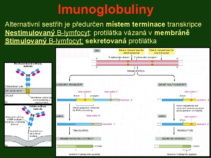 Imunoglobuliny Alternativní sestřih je předurčen místem terminace transkripce Nestimulovaný B-lymfocyt: protilátka vázaná v membráně