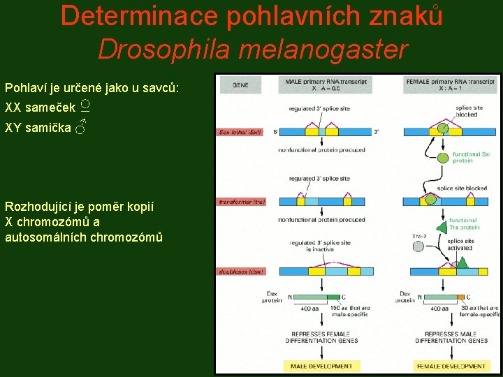 Determinace pohlavních znaků Drosophila melanogaster Pohlaví je určené jako u savců: XX sameček ♀